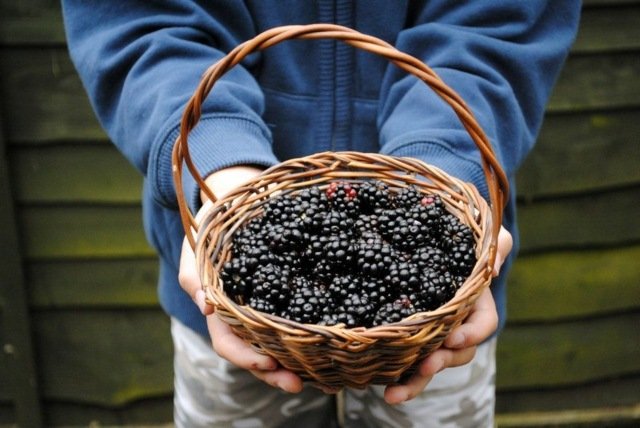 Ostružiny Tipy na starostlivosť Nápady Vyrobte si džem sami Tipy na starostlivosť Nápady Vyrobte si džem sami Pripravte dezerty