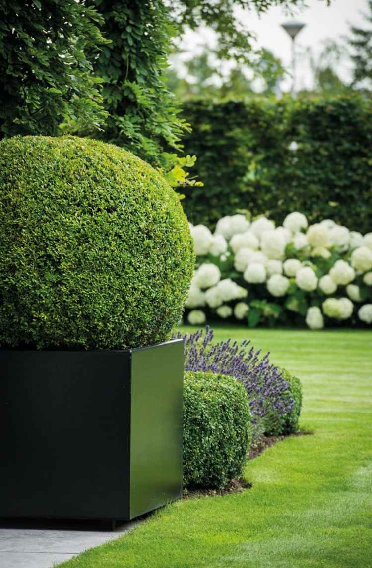 buxus topiary minimalistická-dekorácia-čierna-kvetináč-okrúhly rez