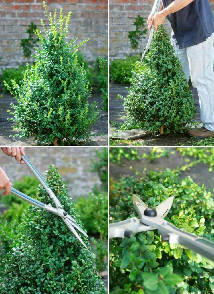 Boxwood-topiary-návod-kónické nožnice v tvare jedle