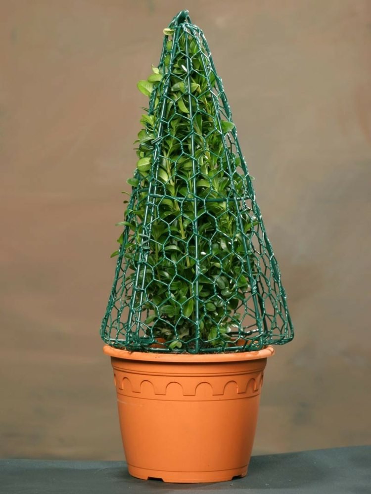 Boxwood-topiary-kužeľ-drôtený rám-pomoc-rezací trik