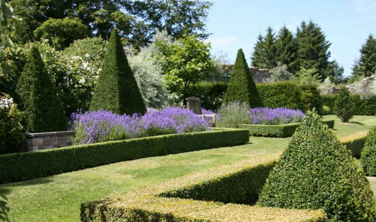zimostráz-topiary-živé ploty-nízke-pyramídy-purpurové kvety