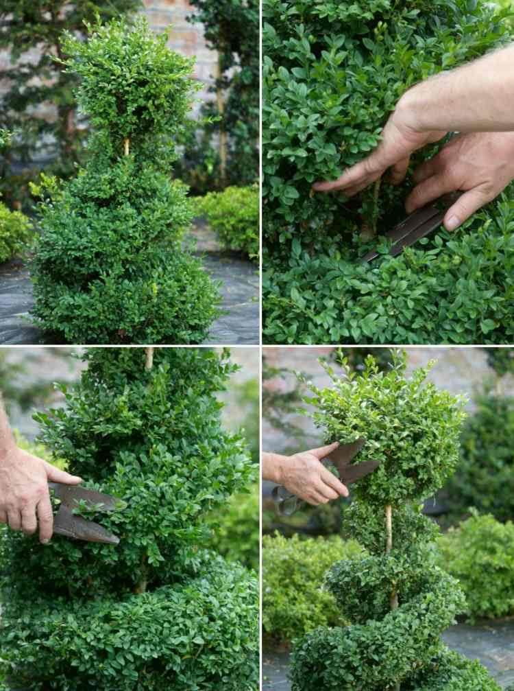 Boxwood topiary špirálovitý záhradný dizajn-nápad-záhradné umenie