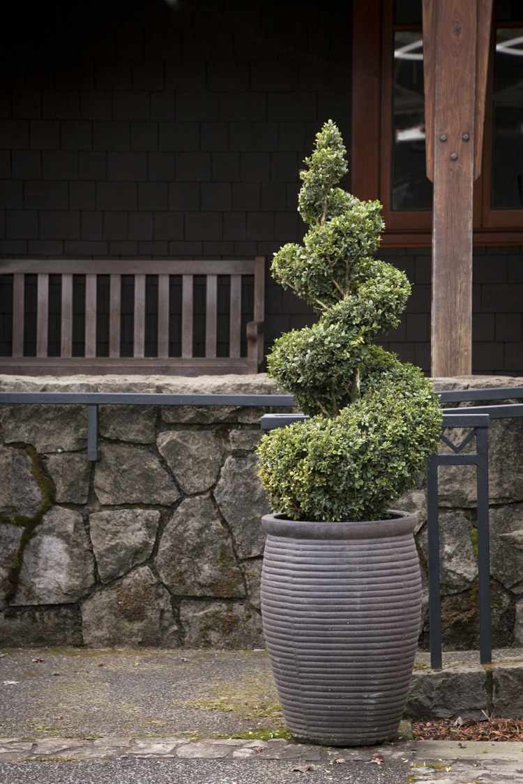 Boxwood-topiary-špirála-tvar-kontajner-rastlina-dizajn-umelecký