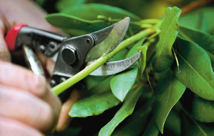 zimostráz-topiary-hobby-záhradník-záhradnícke nožnice-vetvičky-kmene-jeseň