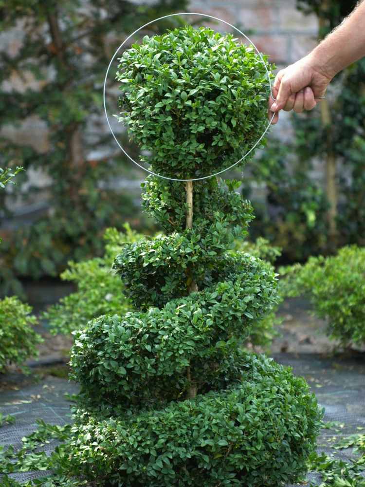 boxwood-topiary-spiral-ball-tip-instructions-template-wire-ring
