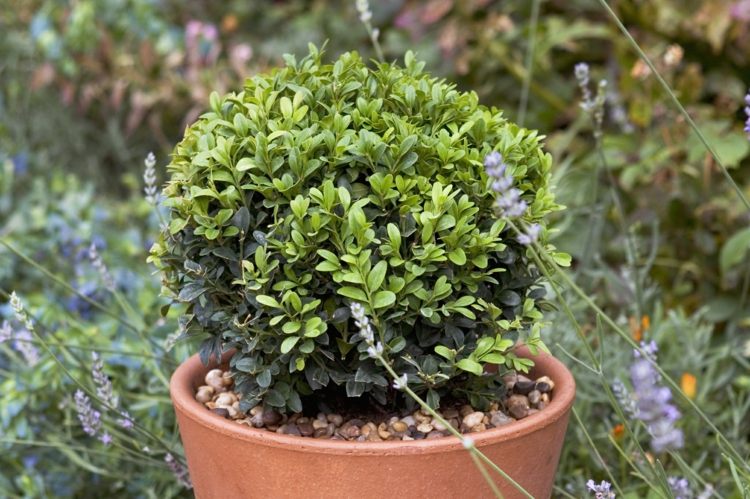 buxus topiary malá-rastlina-kvetináč-dekorácia