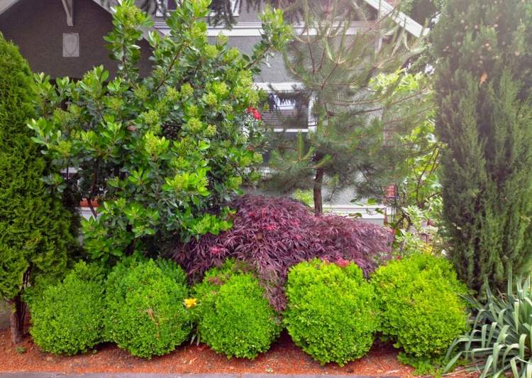 buxus záhradné stromy červené listy humusová pôda graeser