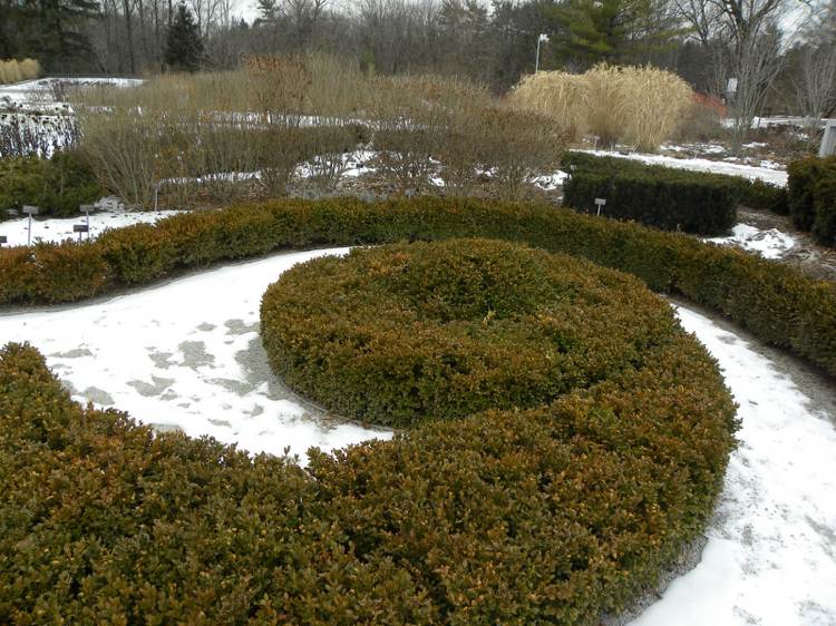 Výsadba buxusu -šedá-zima-zelená-poznámka-vytrvalá-vždyzelená