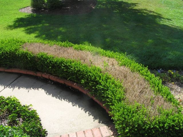 nápady na dizajn záhradník ľahko udržiava zakrivený tvar