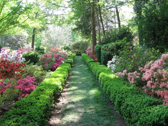 kvety farebné živé ploty zelené listy nenáročné na údržbu