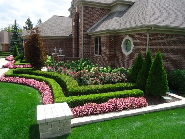 zimostráz rastliny kvety záhon ružový nežný krásny