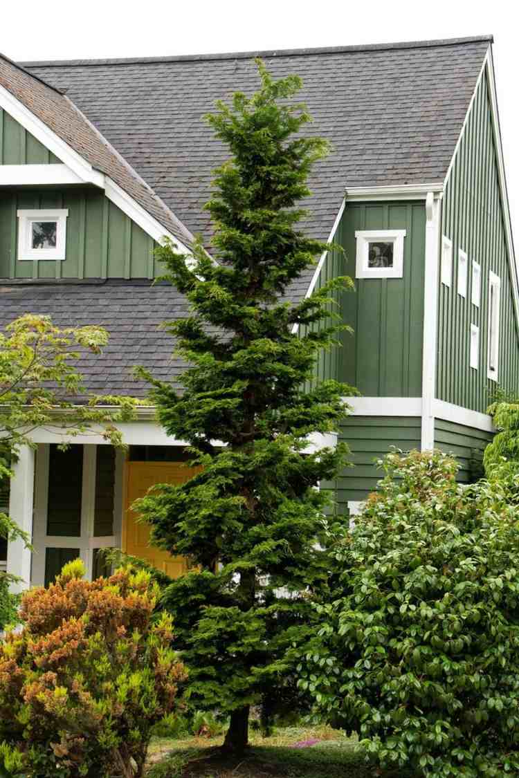 stromy-záhrada-vždyzelené-stromové-rastliny-predné záhradné-kríky