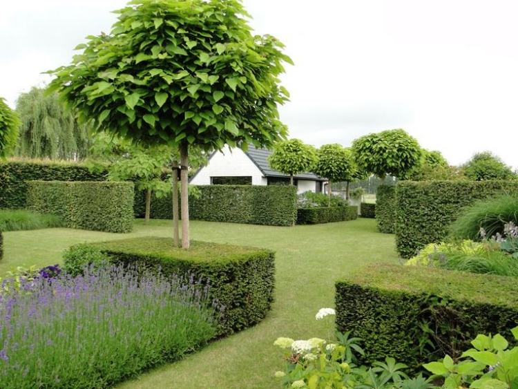 baume-malá-záhradná-guľa-trúbka-strom-Catalpa-bignoides-Nana