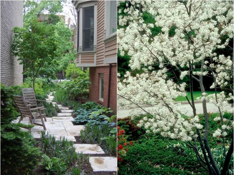baume-small-garden-rock-pear-Amelanchier-lamarckii
