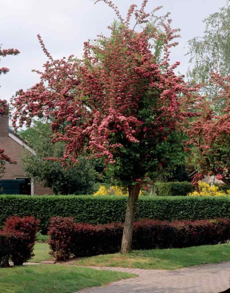 baume-small-garden-hloh-Crataegus-laevigata-Pauls-Scarlet