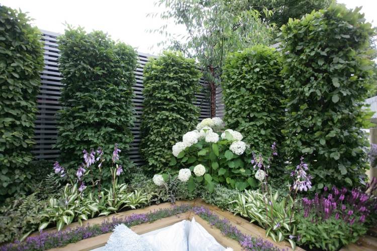 Stromy pre malé záhrady-hrab-topiary-hortenzie