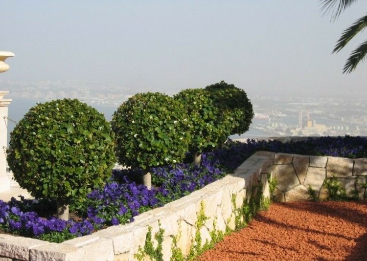 Stromy pre malé záhrady živý plot-guľovito-strihaný-maceškový porast