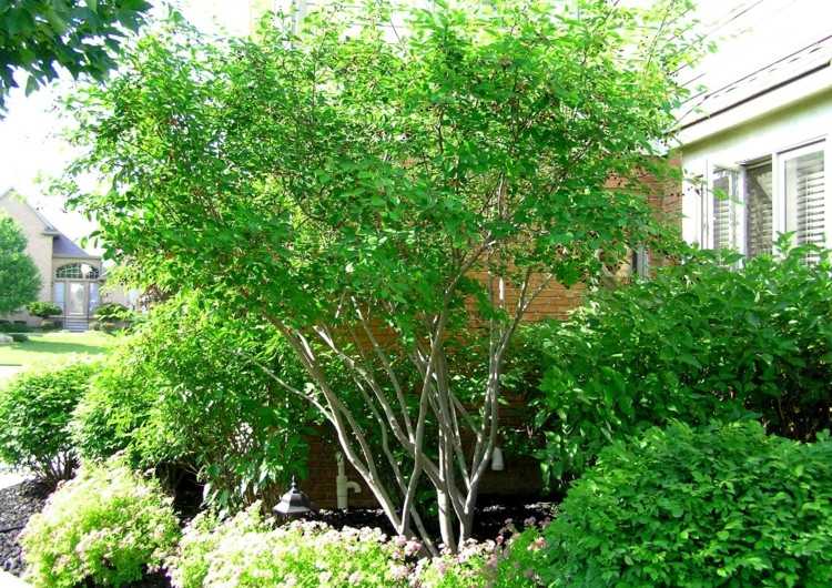 stromy-pre-male-zahrady-rock-hruška-zakrsle-zelene-prevedenie