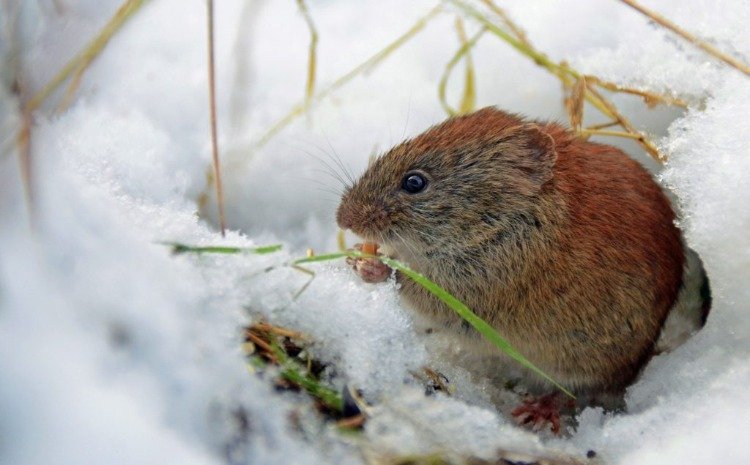 Hlodavce, ako sú hraboše, v zime odpudzujú a na jar lipy