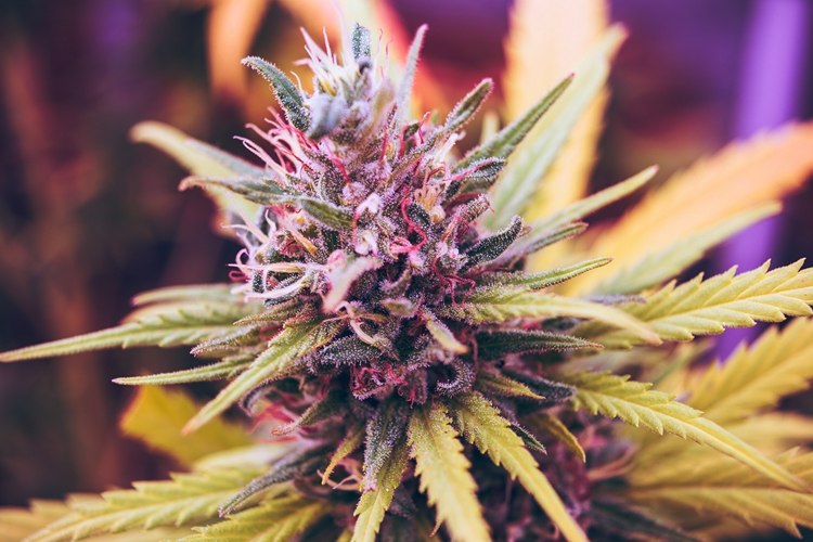 CBD pochádza z rastliny konope