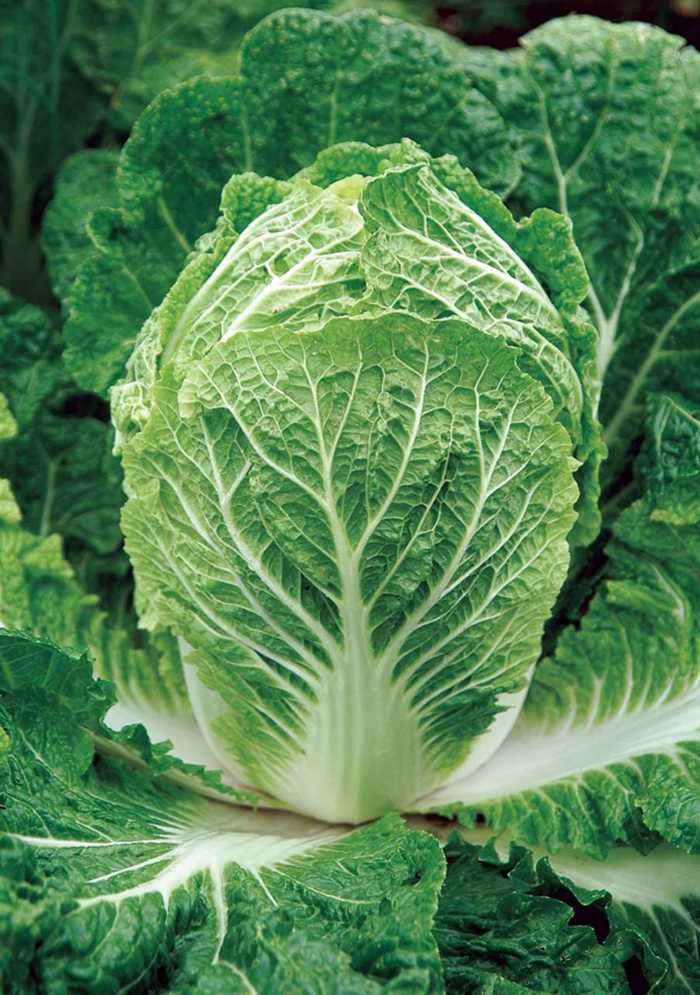 Pestovanie čínskej kapusty na záhrade nie je vôbec ťažké záhradná zelenina šalát starostlivosť o čínsku kapustu