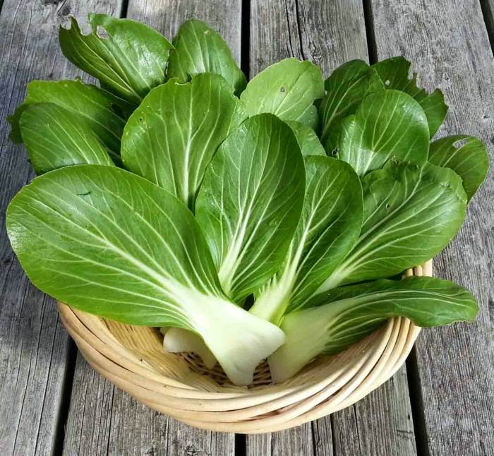 Listy kapusty pak choi sú tmavšie pak choi čínska kapusta rastliny listy koša