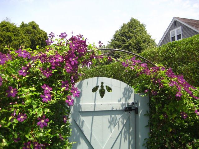 klematis záhradné rastliny tipy popínavá rastlina záhradná brána pergola