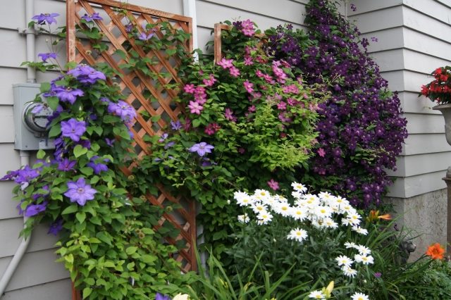 dom obytná štruktúra záhrada plamienok odrody rastliny drevo mreže