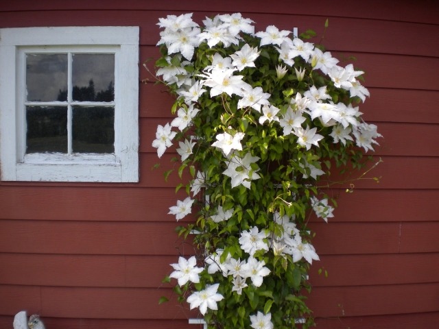 Výsadba plamienku do záhrady, starostlivosť o popínavú rastlinu, biela pomôcka na lezenie