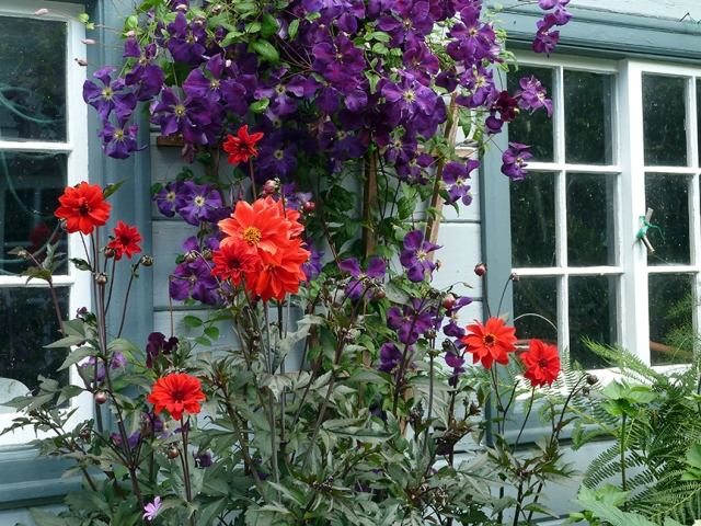 Výsadba plamienku do záhrady pomoc pri lezení Clematis dahlia