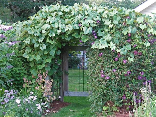 Clematis v záhrade výsadba tipy záhradné brány kovové slučky