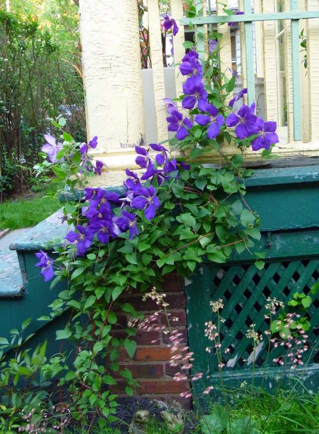 plamienok záhradné rastliny horolezec dom (bytová štruktúra) fasáda