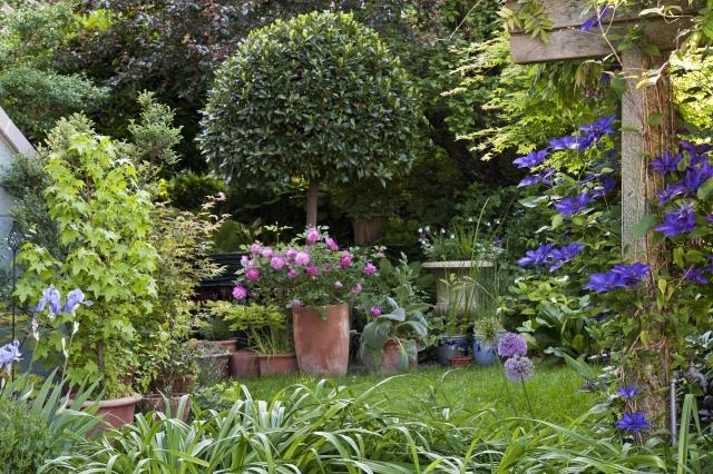 Clematis v záhrade vysádza popínavé kvety viniča modré