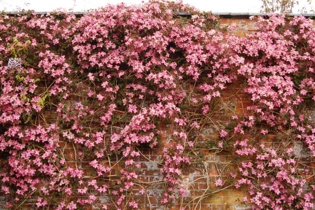 plamienok záhradné rastliny jeseň horolezec ružová odroda