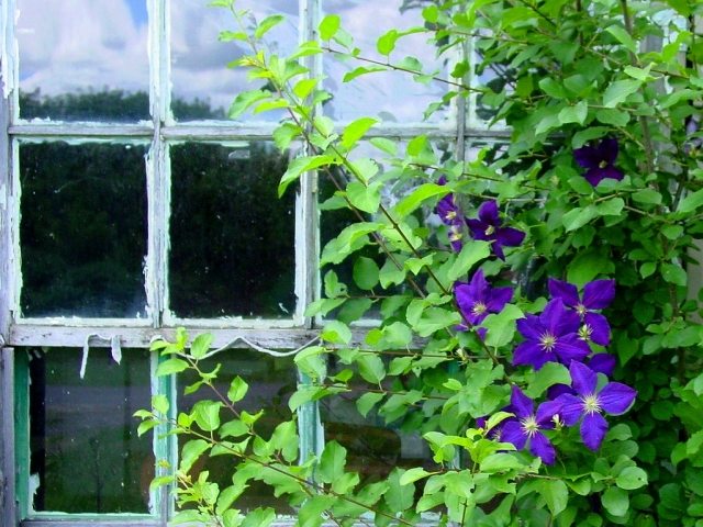 klematis okenná fasáda zelená pomôcka na lezenie