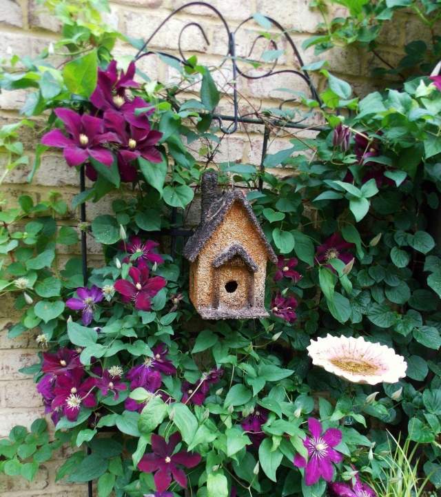 Tipy na starostlivosť o fialové farby hybridných odrôd Clematis Niobe Tipy na starostlivosť o purpurové odrody Clematis Niobe