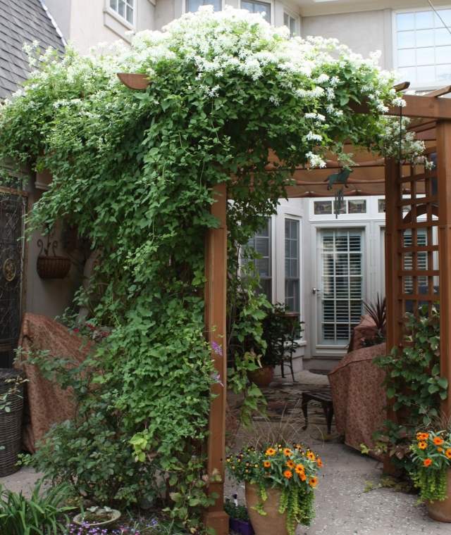 tipy plamienku sa starajú o sladkú jesennú odrodu biela pergola plamienok tipy popínavá rastlina starostlivosť sladká jeseň odroda biely altánok