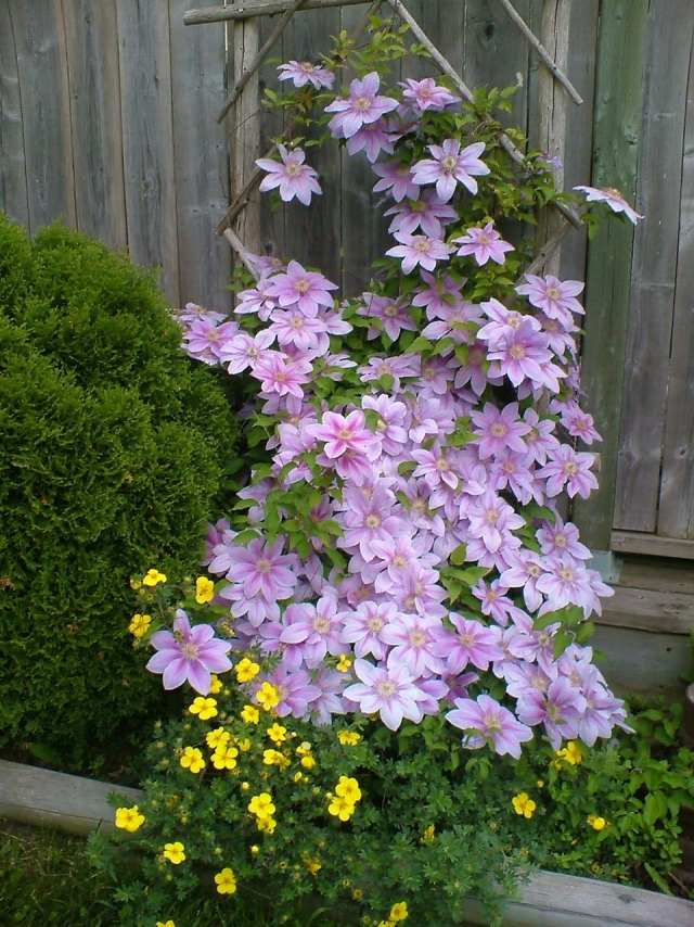 Clematis popínavá rastlina purpurová lezecká pomôcka tipy starostlivosť popínavá rastlina plamienok purpurová pomoc pri lezení tipy tipy