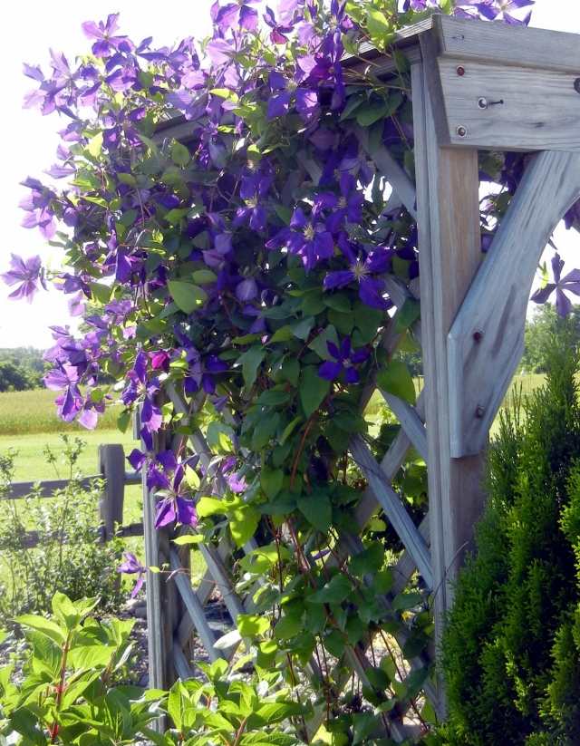jackmanii clematis záhradné rastliny pergola mreže tipy na starostlivosť tipy na starostlivosť o záhradnú pergolu jackmanii clematis