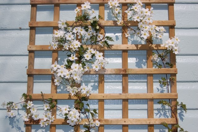 Clematis clematis armandii biela mreže pomoc Clematis clematis armandii pomoc pri lezení z bieleho dreva