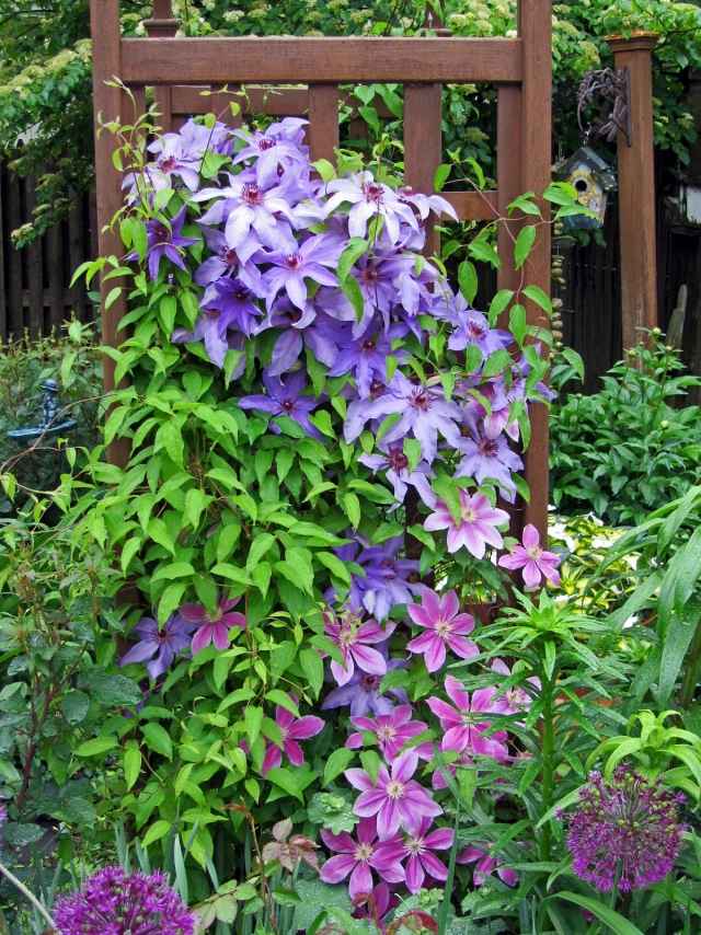 plamienok plamienok tipy pomoc pri záhradnom lezení drevo plamienok plamienok tipy na záhradu pomoc pri lezení drevo