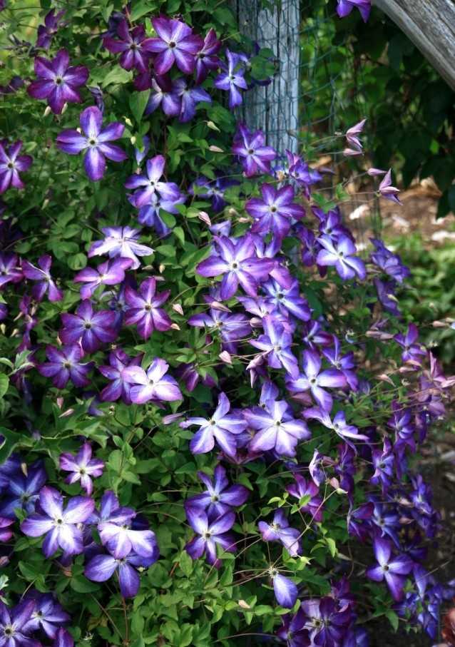odrody plamienkov tipy starostlivosť o rezanie plamienok lezenie odrôd rastlín tipy starostlivosť prerezávanie