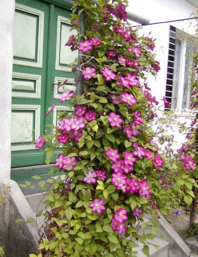 tipy na starostlivosť o plamienok rezané rastliny prezimujú tipy na starostlivosť o popínavé rastliny klematis rezné rastliny