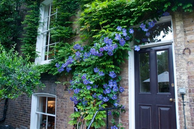 Clematis liana fasáda zeleno modré kvety Clematis liana fasáda zeleno modré kvety