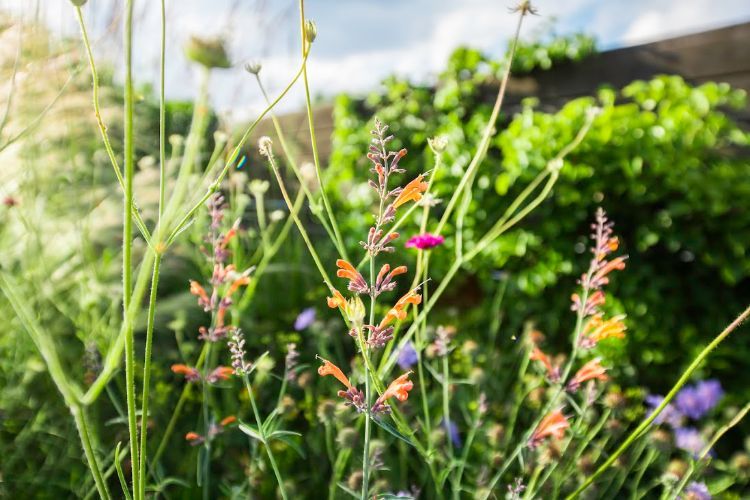Zelená strešná terasa dizajn výsadba plán strešná záhrada trávnik hardscape terénne úpravy expert kvety trávy detail