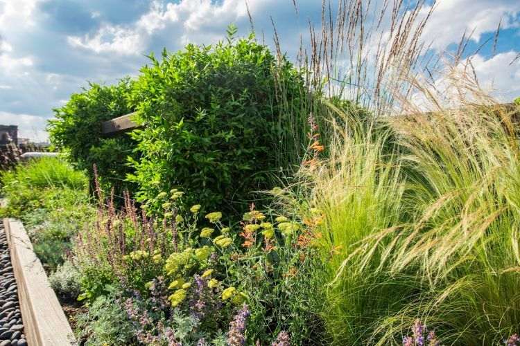 Strešná terasa zelená dizajn výsadba plán strecha záhrada trávnik hardscape terénne úpravy expert kvety detail