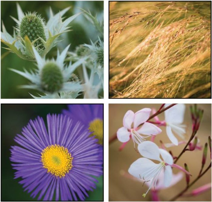 Navrhnite strešnú terasu s rôznymi kvetmi kvety, ktoré môžu prísť na terasu