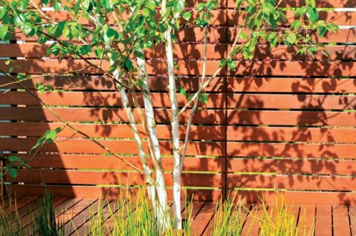 Navrhnite strešnú terasu so stromami a rastlinami malé stromy-na-strešnej terase