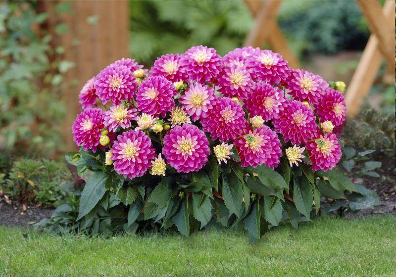 Na okraj trávnika vysaďte fialové georgíny Dahlia zasadzuje nápady-ružové kvety