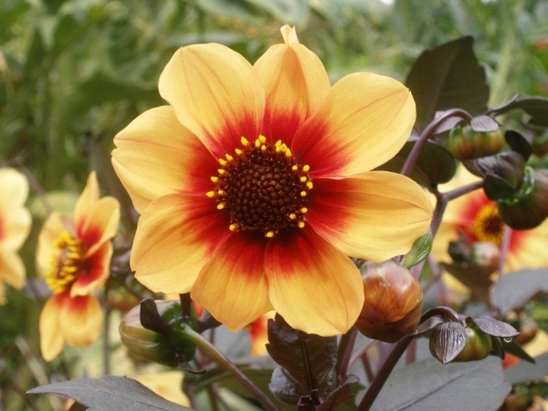 Kultivar Moonfire Dahlia v žltej farbe Dahlia-rastliny-žlto-oranžové-kvety-mesačný oheň